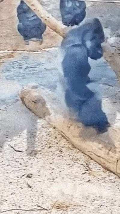 I wish animals could speak lol