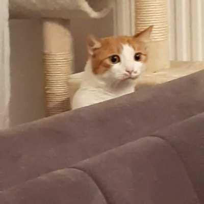 My cat's reaction to my brother's dog coming over for the millionth time