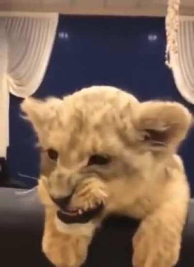 Not your typical smol cat! ❤️❤️❤️