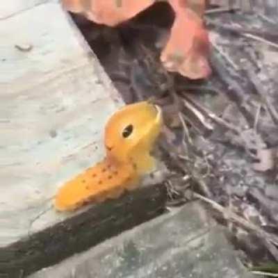 This interesting insect is a Spicebush Swallowtail caterpillar that is usually found in North America. It is currently in the larval stage of it's life cycle. Once it reaches the adult stage it will turn into a green-clouded butterfly.