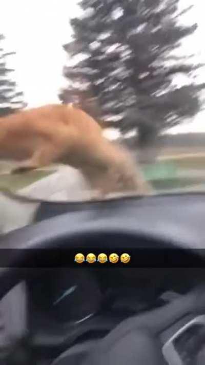 Kinda mean, but hilarious [Source in Comments]