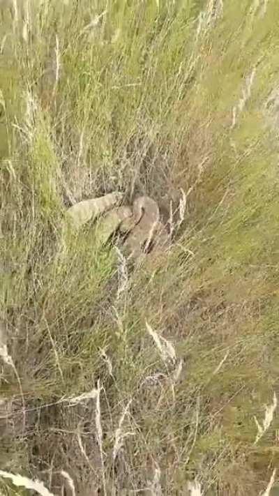 This guy gets to close to a rattle snake and the snake shows him what's up.