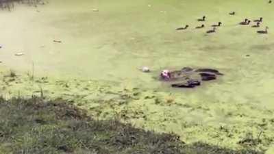 Why are those ducks swimming in grass?﻿