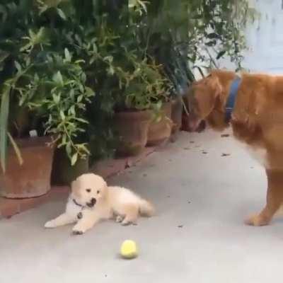 Attention span = -46 😆