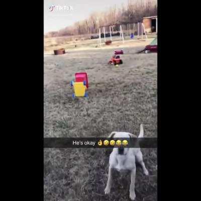 My dog people need me