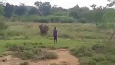 Elephant Stomps A Guy.....