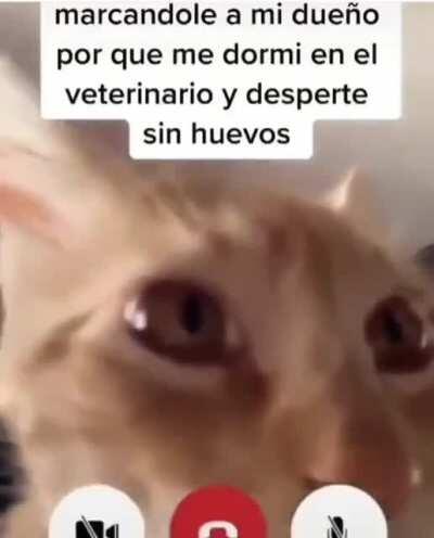 meme de gatos meme de gatos