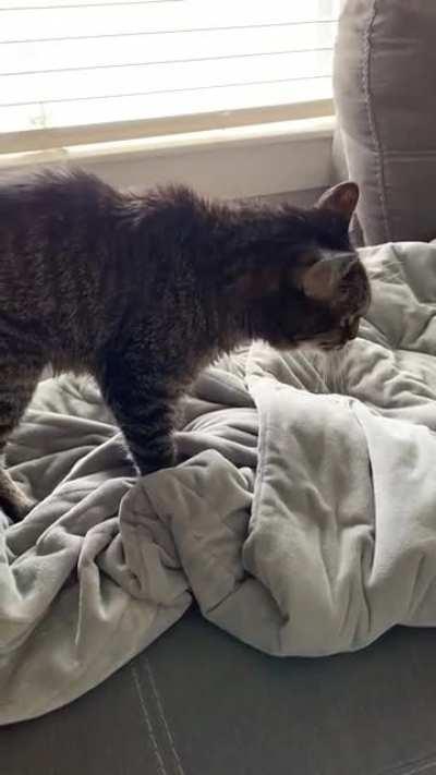 She’s 22, blind and partially deaf, so she yells when she gets lonely :(