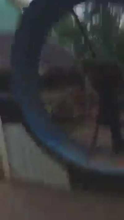 WCGW Trying to run on a giant hamster wheel