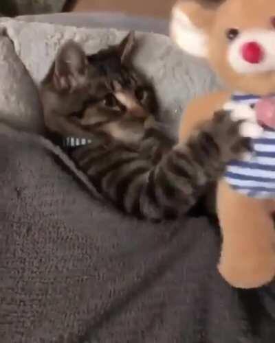 tucked kitty and teddy