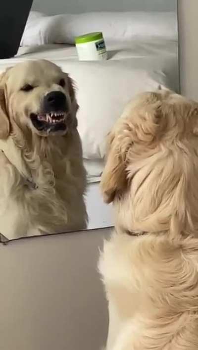 Doggo practicing his angry faces