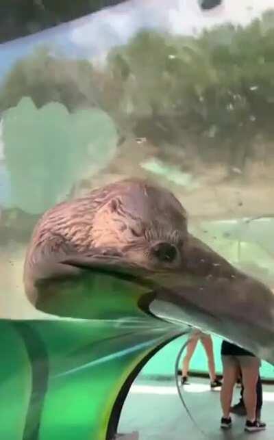 Hello from the otter side