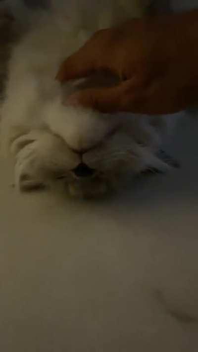 The way her paws hangs up like that