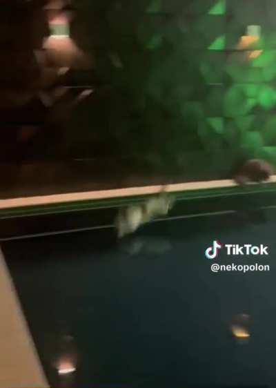 Such graceful creatures