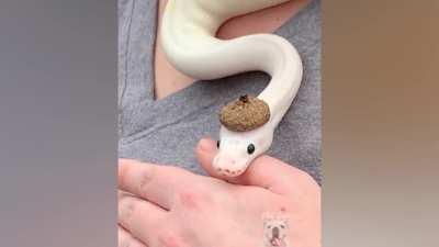 Snakes Can Be Cute Too