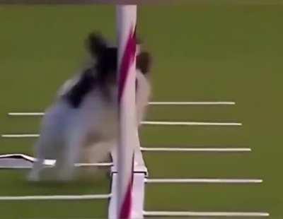 Husky don't want stress