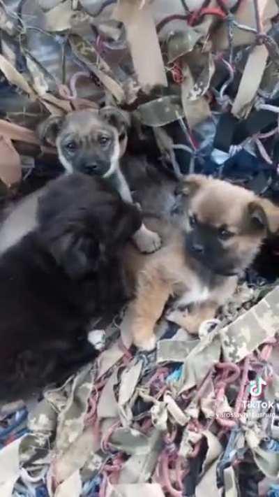 No one left behind in Ukraine: These pups were found protecting newborn kittens 😍❤😭