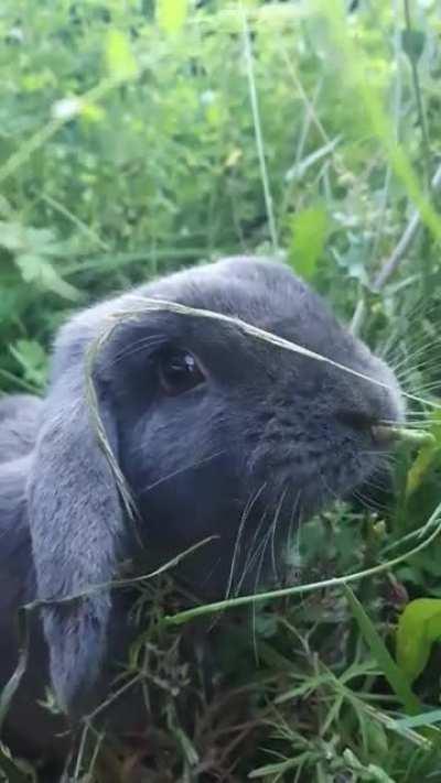 Nibbling mouf🐰