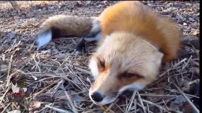 Um vídeo aleatório q fiz