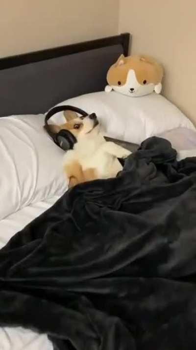 The corgi wasn't having any of it