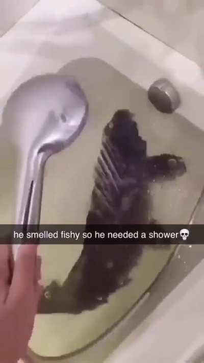 🐟🚿