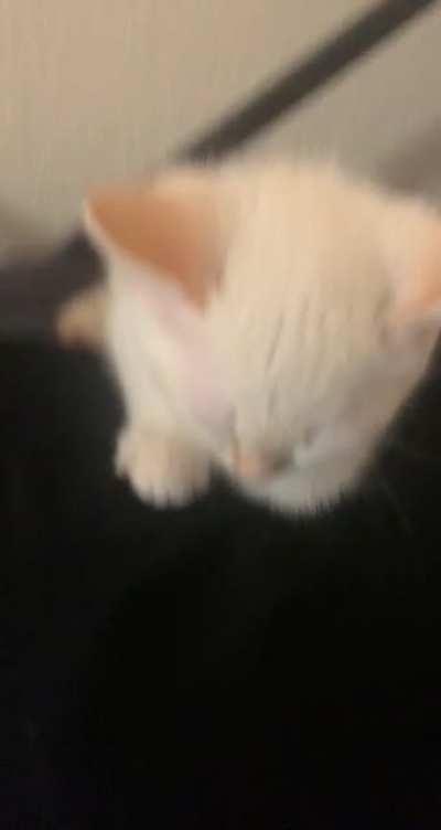 My criminally smol loafy charging up for the next attaccs