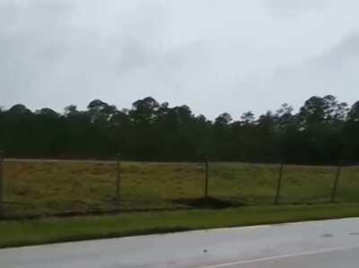 Alligators are climbing fences now