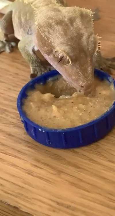 I never knew crested geckos were so pickey