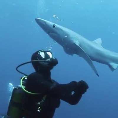 A curious blue shark