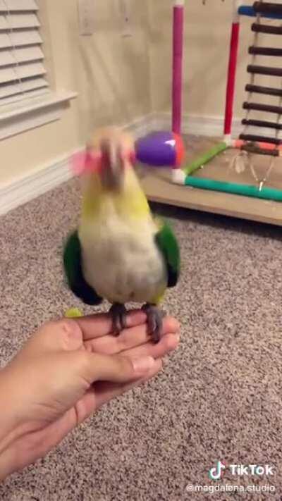 Paraguaio manda demais nas maracas