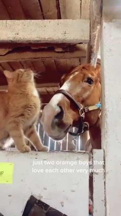 This horse giving his cat fren some scritches