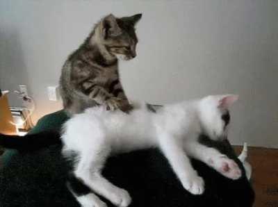 Cat massage