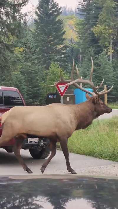 Мастер пикапа