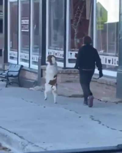 This dog walking taking a walk