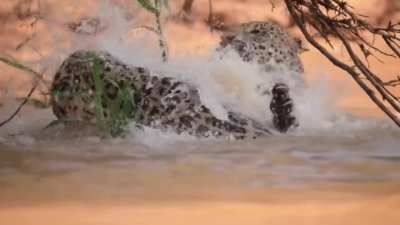 Female jaguar plays hard to get for a male while in the water at Northern Pantanal