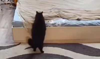 momma cat fixes bed after her kitten messed it up