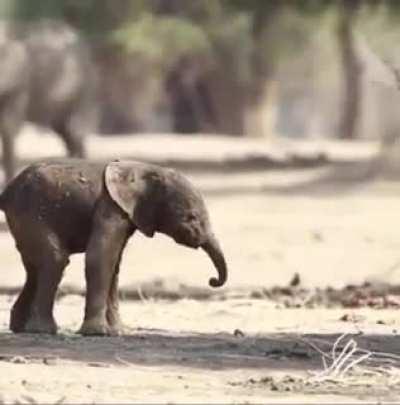 Baby elephant's first steps!