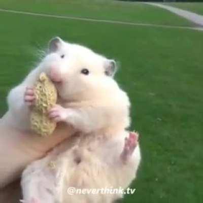 the cutest hamster💕