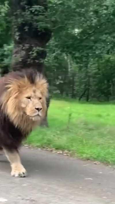 🔥 Gorgeous lion making its way along a road 🔥