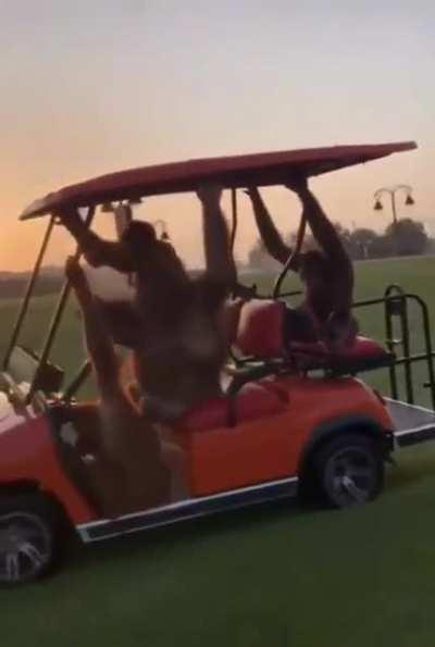 Decided to go golfing today