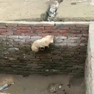Doggo never gave up. :)