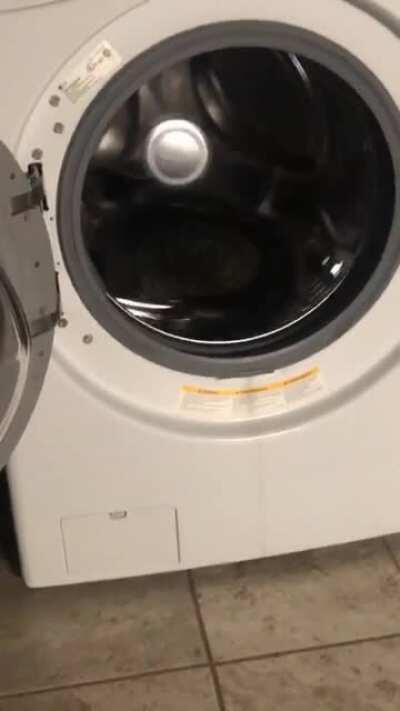 Cats are truly the masters of innovation. Posted in r/aww and was told this belongs here as well. This is my derpy 7 month old, Furiosa.