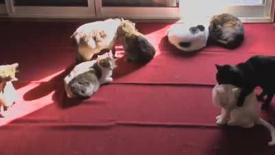 thinking about how cats are solar-powered...