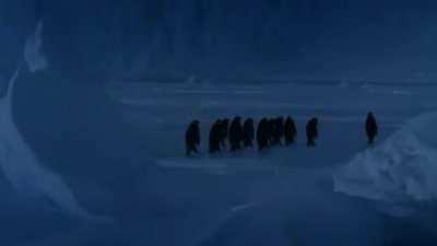 Penguin falls down resulting to the cutest sound ever