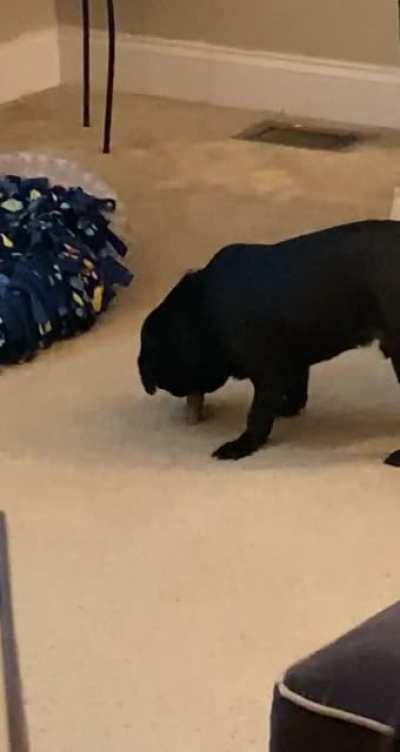 Gary does this with all his bones 🤦‍♀️