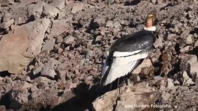 Turista captó a un cóndor bañándose en el dique de Valle Grande