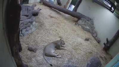 Tiny Lion Cub Scares Mom