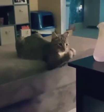 Kitty caught using invisible exercise machine.