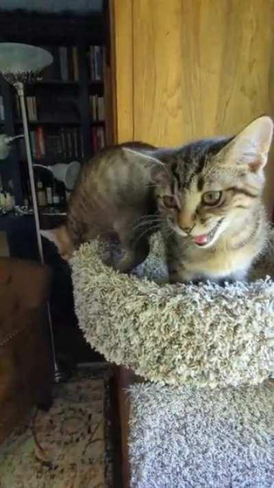 Conversations in a cat tree, episode 2