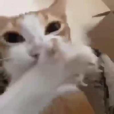 cart of thte day 62 (the splunkor) 